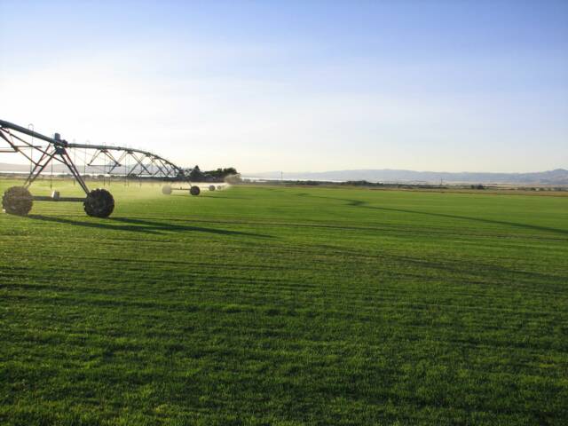 irrigation of bluegrass sod