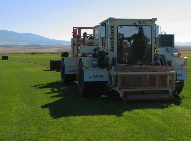 cutting bluegrass sod